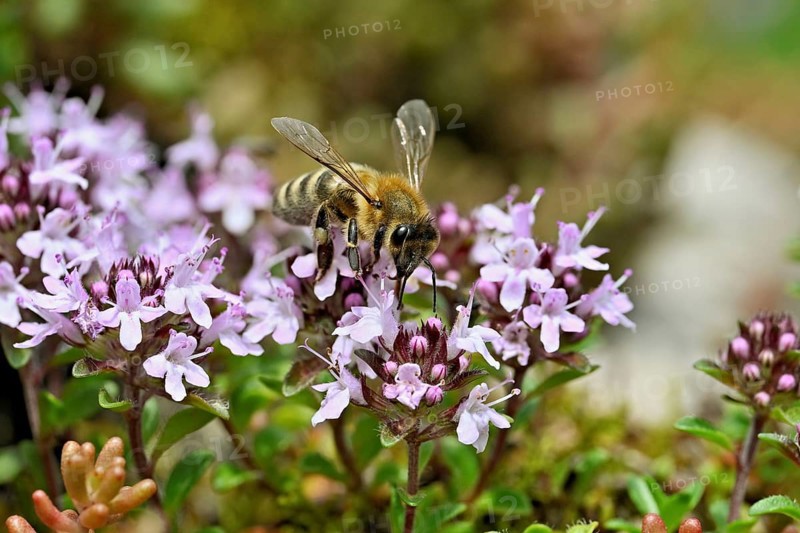 Honey bee (Apis mellifera), collecting nectar on wild thyme (Thymus pulegioides), Switzerland, Europe