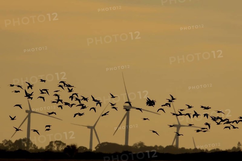 Barnacle goose (Branta leucopsis) silhouette of birds flying at sunset with wind turbines of a windfarm in the background, Norfolk, England, United Kingdom, Europe