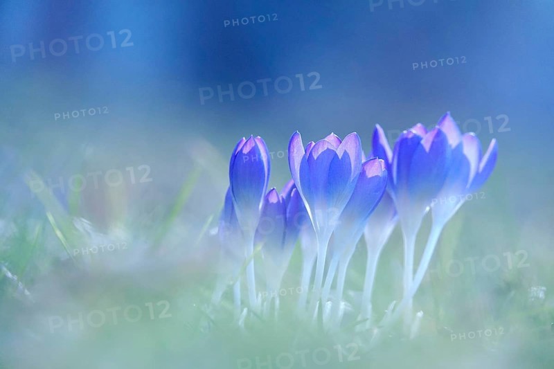 Crocus blossom, February, Germany, Europe