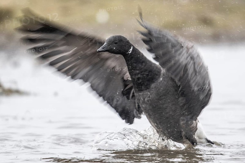 Brent goose (Branta bernicla), Amrum, Schleswig-Holstein, Germany, Europe