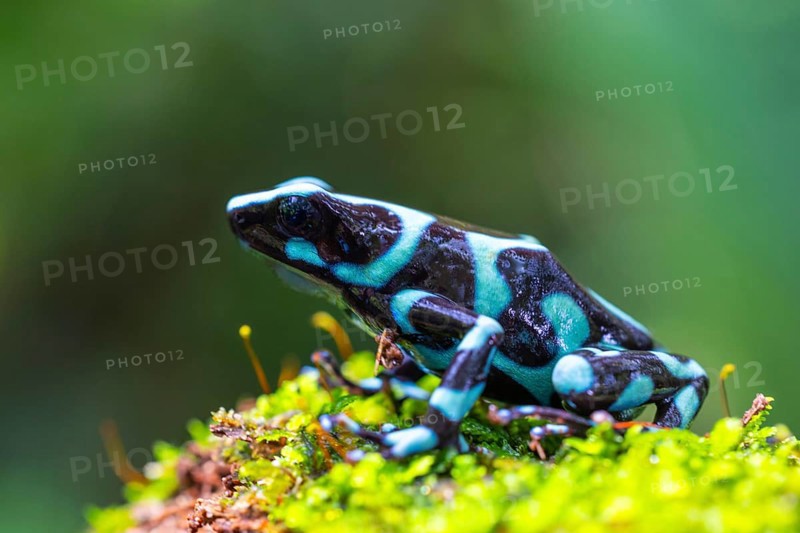 Golden tree climber (Dendrobates auratus), frogs (Rana), Alajuela, Costa Rica, Central America
