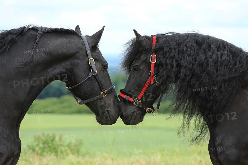 2 Frisians sniff each other