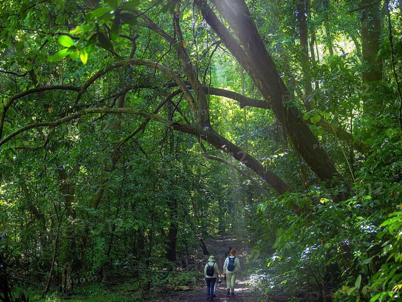 Jungle, light and haze, hiker, Tangoko National Park, Sulawesi, Indonesia, Asia