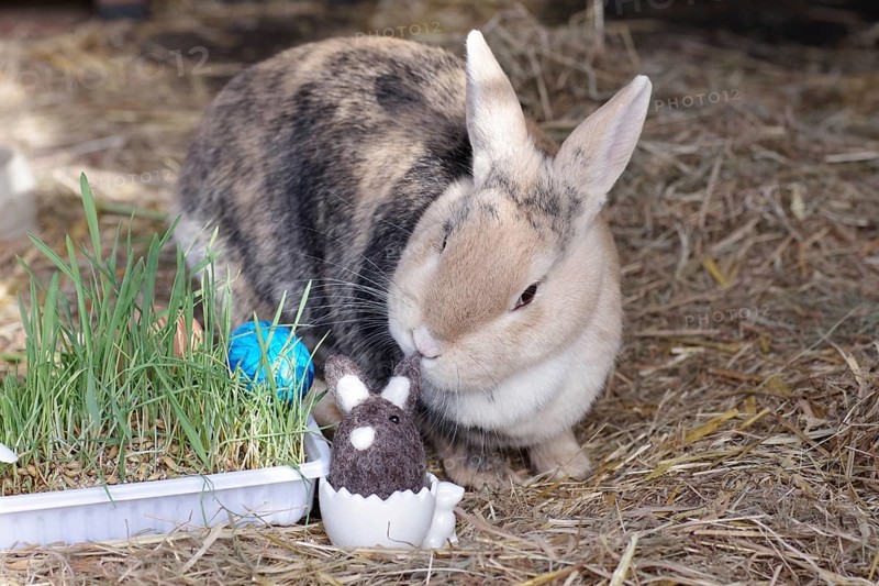 Easter, decoration, Easter egg, rabbit, Easter nest, Easter bunny, A cute picture of a rabbit with Easter decoration
