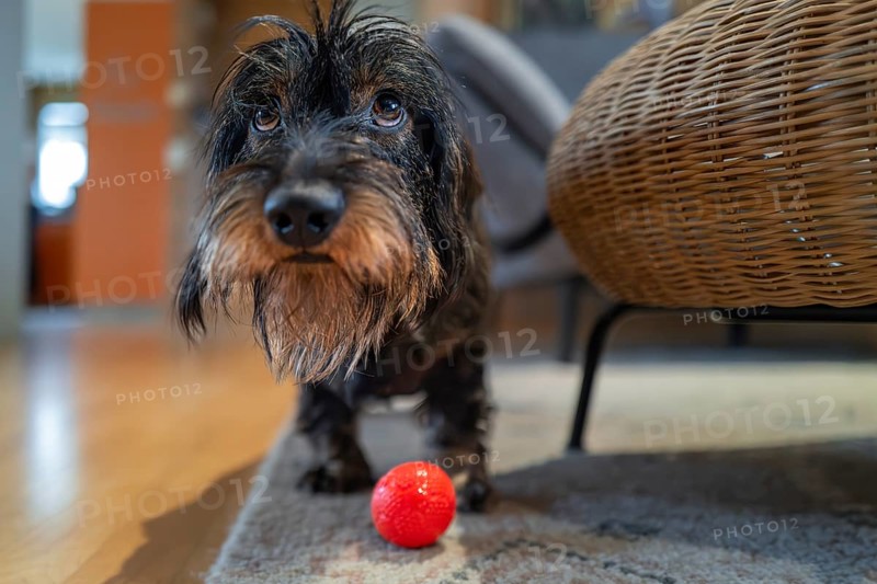 Rough-haired dachshund (Canis lupus), male, playing with a ball in the living room