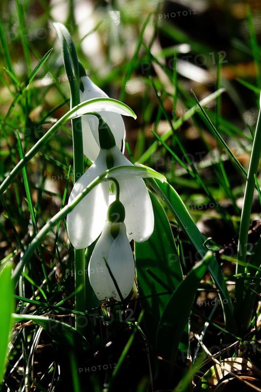 Snowdrops in a meadow, Winter, Germany, Europe