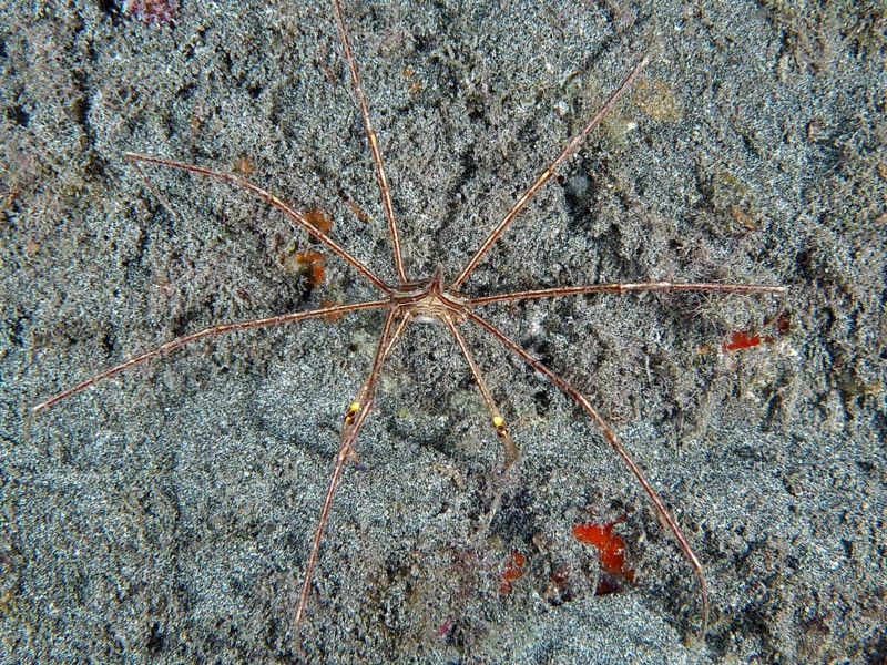 Spider crab, East Atlantic arrow crab (Stenorhynchus lanceolatus), spread out on sandy seabed, Playa dive site, Los Cristianos, Tenerife, Canary Islands, Spain, Europe