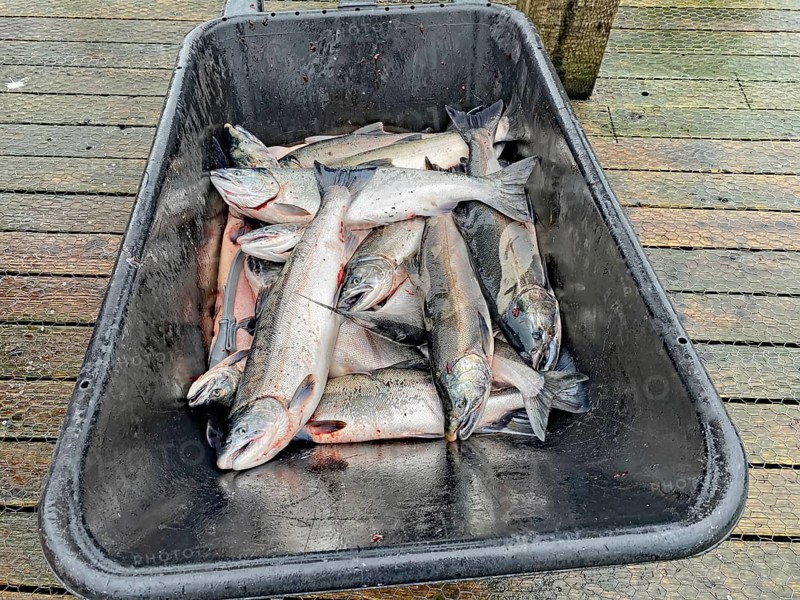 Fish lying in a large vat, Valdez, Richardson Highway, Alaska, USA, North America