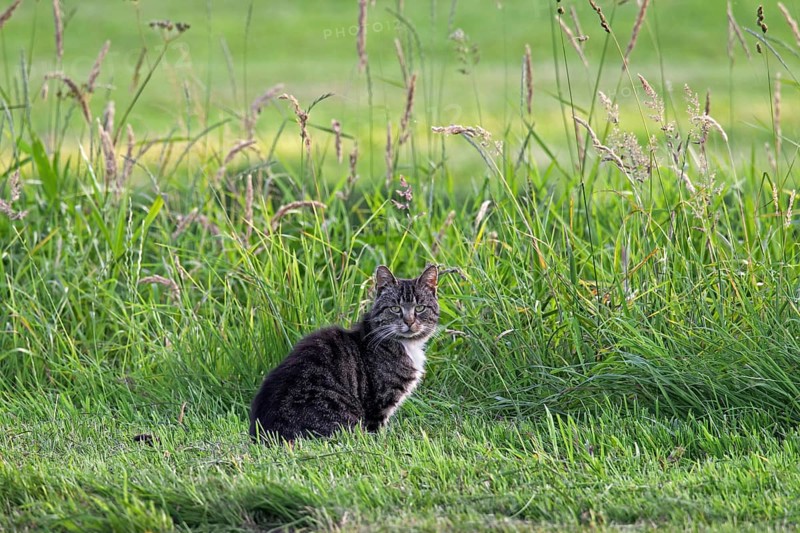 Domestic cat (Felis silvestris catus) in meadow ready to go hunting