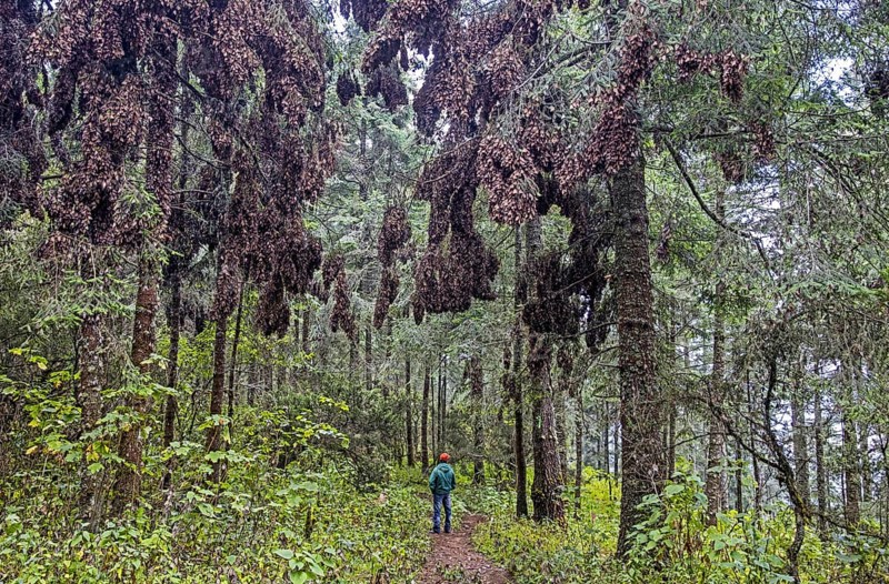 Clusters of monarchs, monarch butterflies (Danaus plexippus) in tree at the Monarch Butterfly Biosphere Reserve near Angangueo, Michoacán, Mexico, Central America