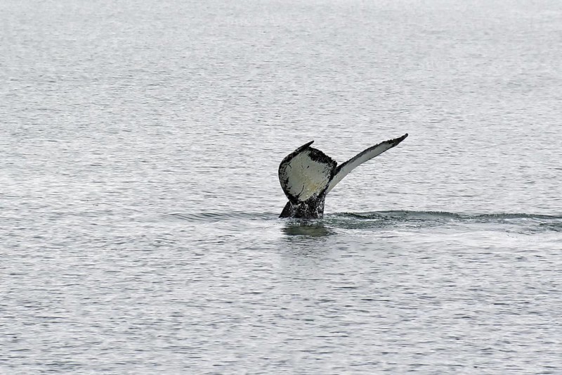 Diving fluke of a humpback whale, Juneau, Inside Passage, Alaska, USA, North America