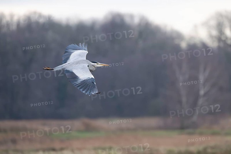 Grey heron (Ardea cinerea), also heron in flight, North Rhine-Westphalia, Germany, Europe