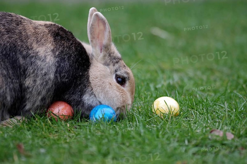 Rabbit (Oryctolagus cuniculus domestica), pet, Easter, Easter egg, garden, A brown domestic rabbit eats grass. Colourful Easter eggs lie in front of the animal