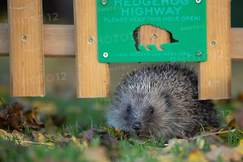 European hedgehog (Erinaceus europaeus) adult animal walking through a Hedgehog highway sign on an urban garden grass lawn with fallen autumnal leaves in the autumn, England, United Kingdom, Europe