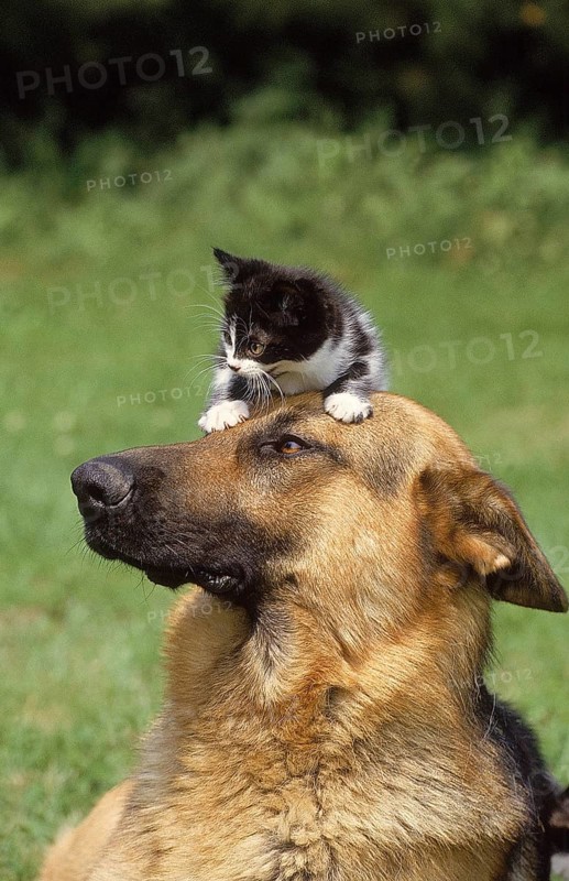 GERMAN SHEPHERD DOG, ADULT WITH KITTEN ON HEAD