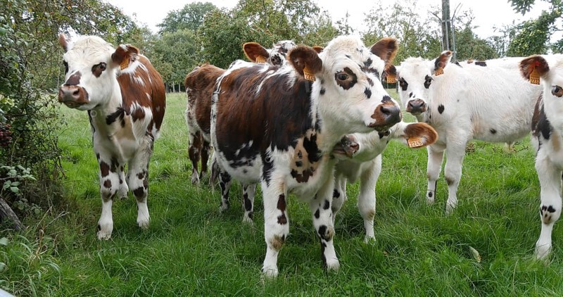 Normandy Cattle, Cows in Meadow, Normandy
