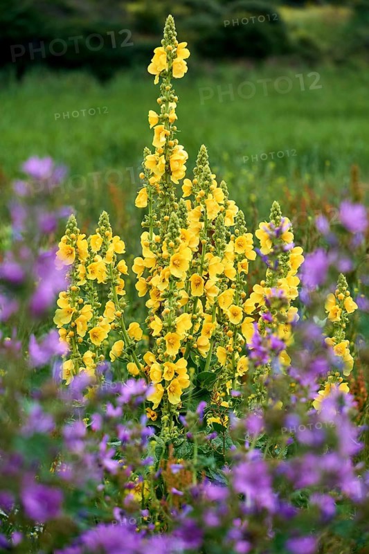 Big yellow mullein on isle Hiddensee