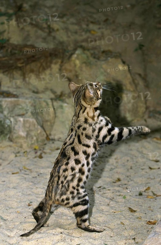 Black-footed Cat (felis nigripes), standing on Hind Legs