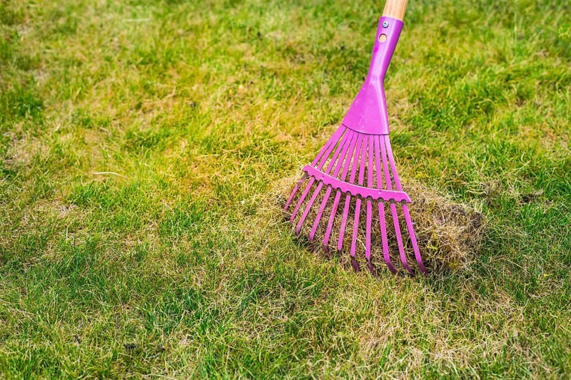 Cleaning up the grass with a rake. Aerating and scarifying the lawn in the garden. Improving the quality of the lawn by removing old grass and moss