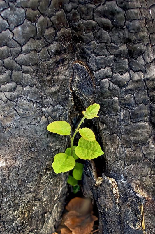 The young green sapling growing out of charred stumps
