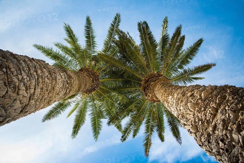Low angle view on two palm trees shot directly into the sun