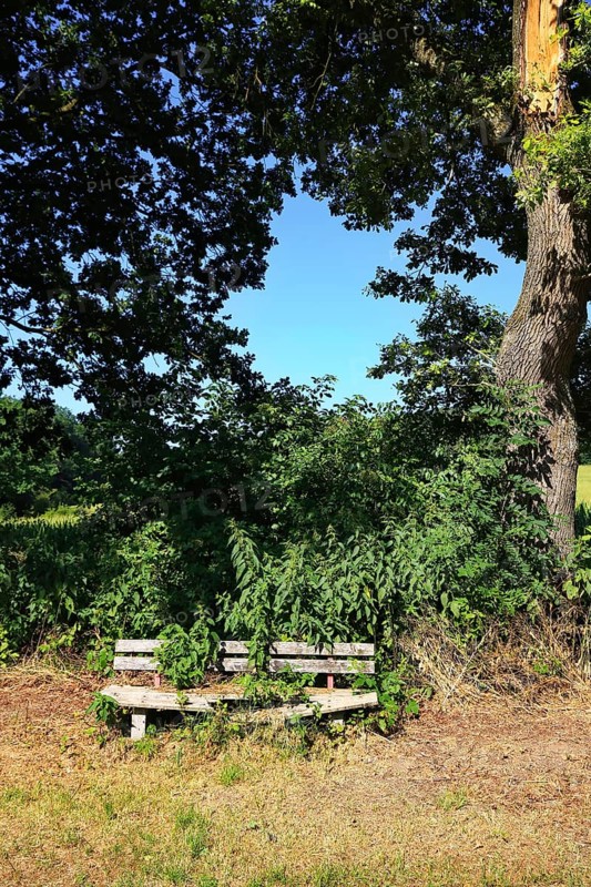 Rotten, collapsed bench on the edge of the path under a tree