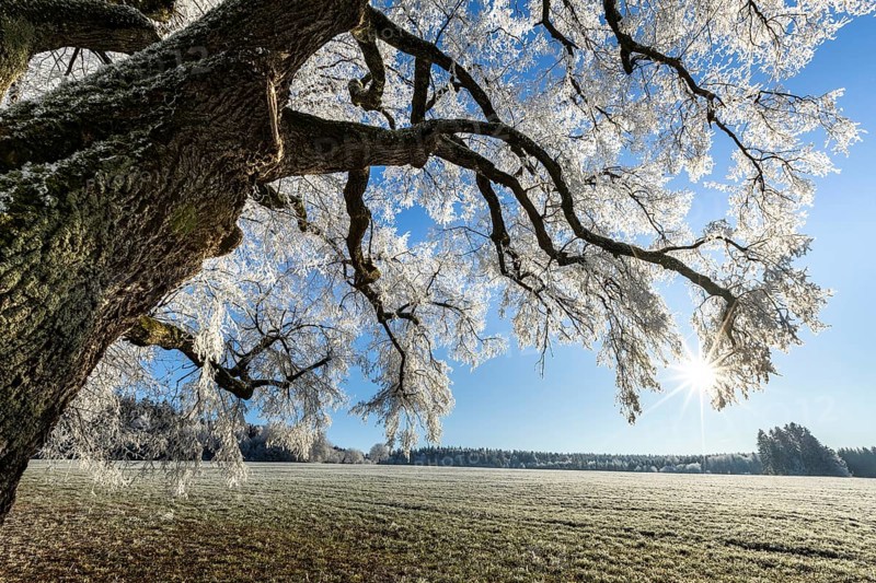 Snow-covered tree with sunshine in a wintry landscape, Maria Schnee, Nassenbeuren, Unterallgäu, Bavaria, Germany, Europe