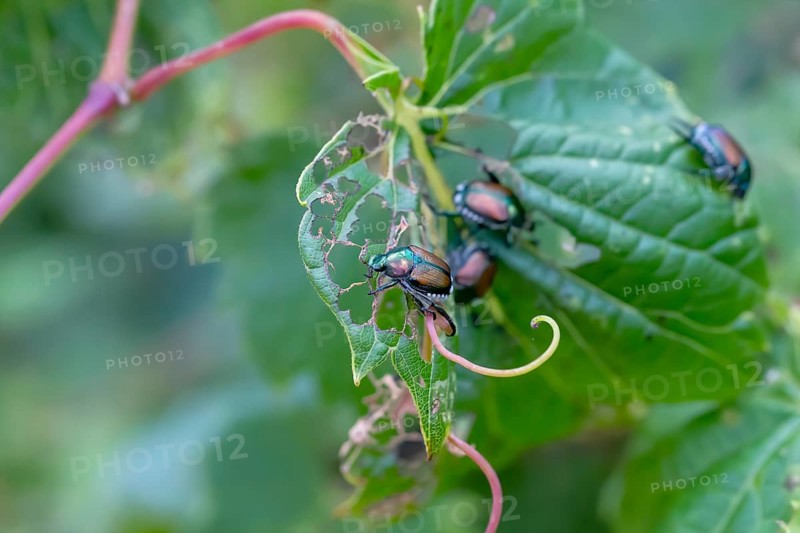 The Japanese beetle (Popillia japonica) is a species of scarab beetle