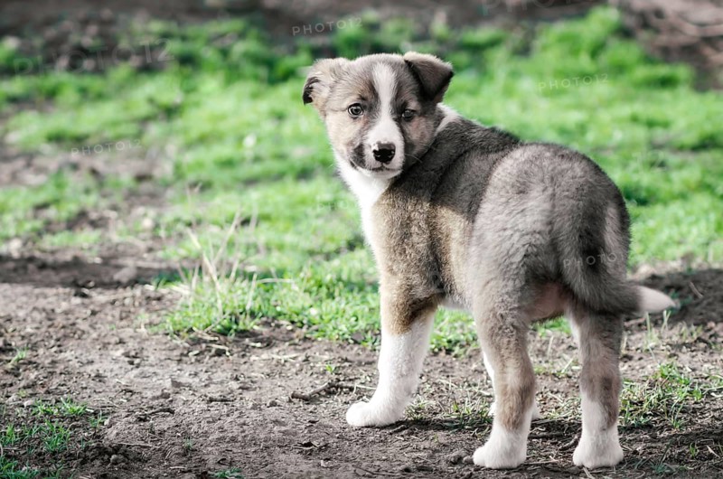Little puppy mongrel on a path for a walk in the village in spring