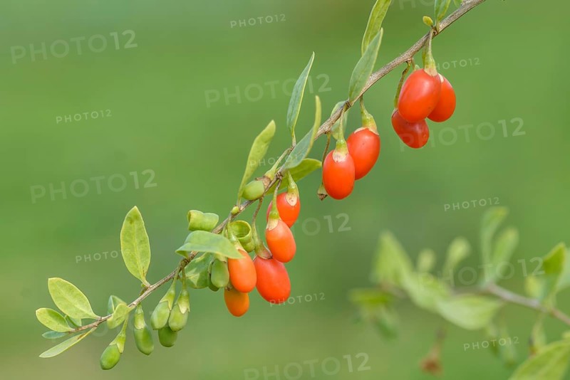 Goji berry (Lycium barbarum TURGIDUS), Bundessortenamt Prüfstelle Wurzen, Federal Republic of Germany