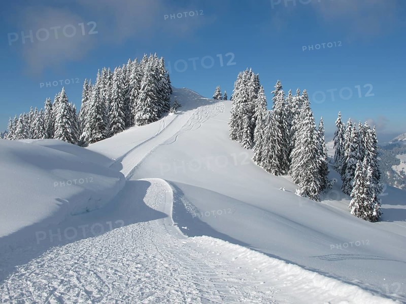 Ski slope and snow covered trees, Wispile