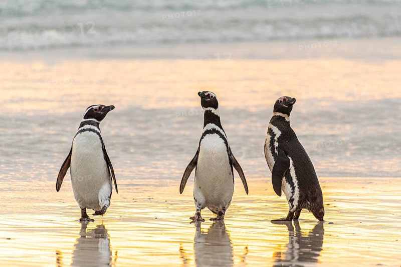 Magellanic penguins (Sphreniscus magellanicus), group landing on a beach in the morning light, Volunteer Point, Falkland Islands, Great Britain, South Atlantic, South America