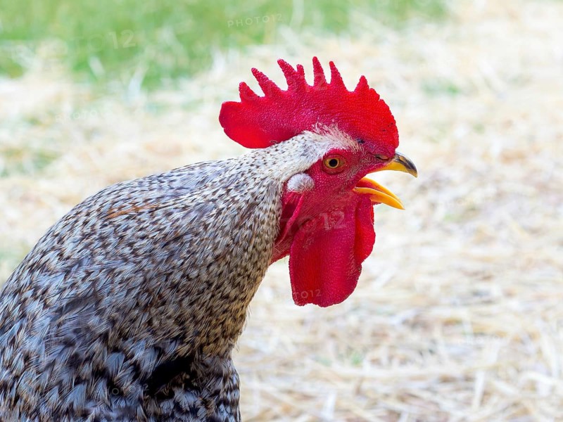 Red rooster cockerell