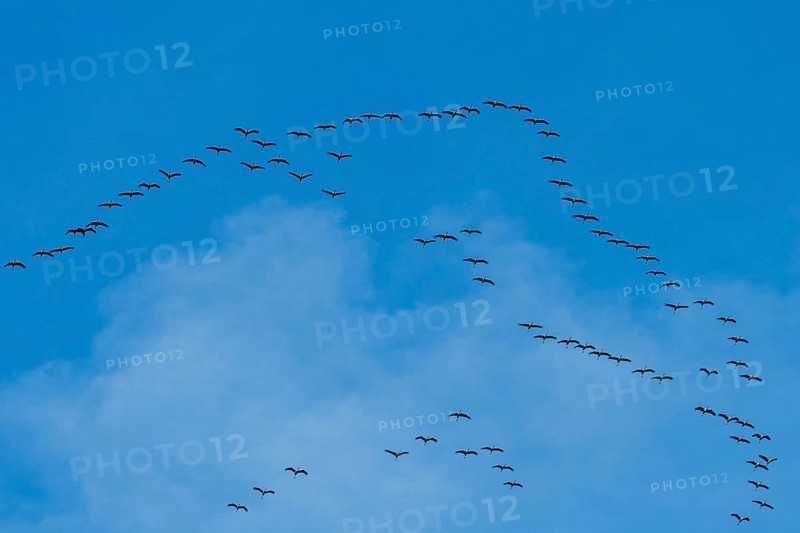 Flying birds form a V-formation in the blue sky under scattered clouds, cranes, Gruidae, on their way south