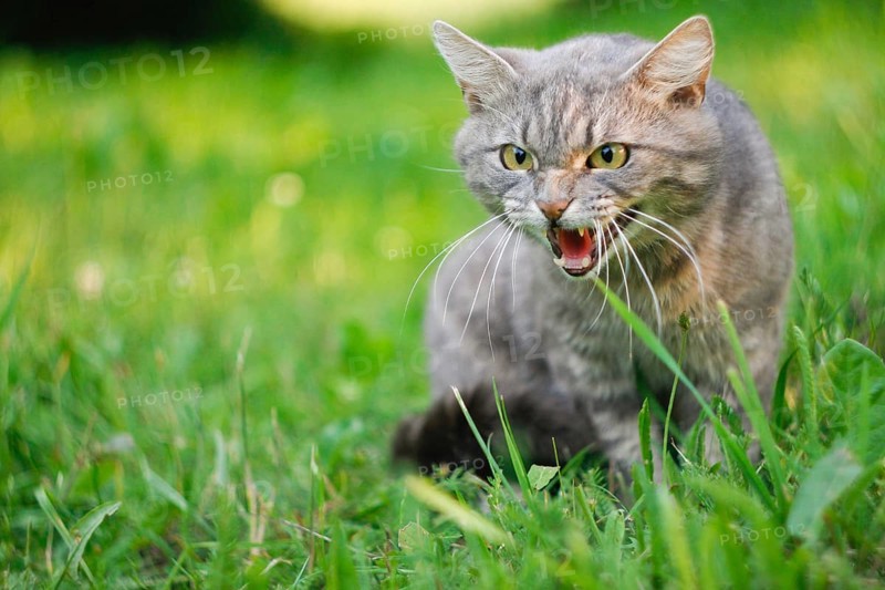Gray cat in grass with an aggressive expression, baring teeth and hissing