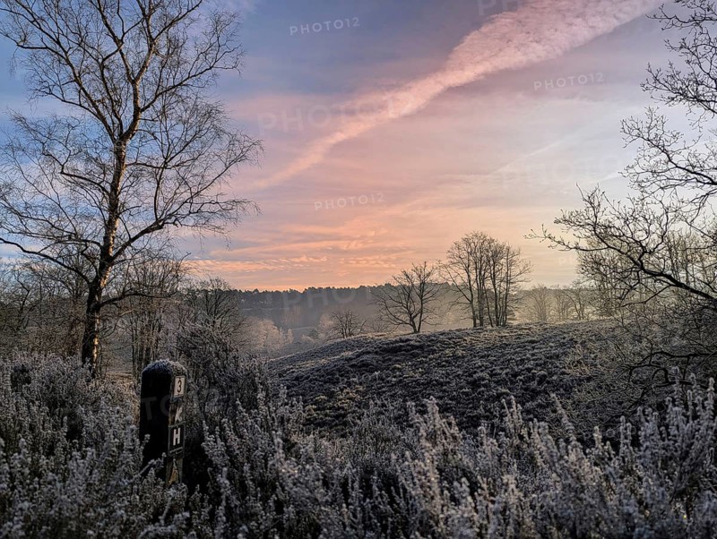 Heathland, Heidschnuckenweg, in the Fischbeker Heide, in Hamburg