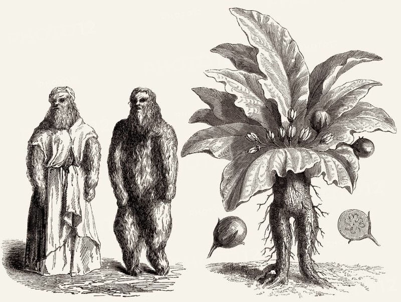 Mandrake, Mandragora officinarum, Mandragora officinarum, illustration from the 19th century