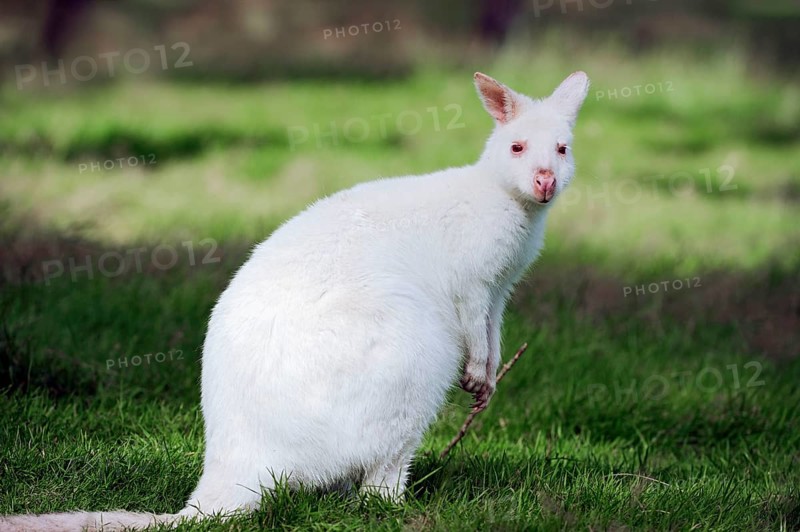 Red-naped wallaby, red-necked wallaby (Macropus rufogriseus)