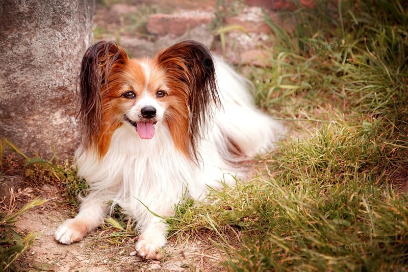 Portrait of papillon purebreed dog lying on the grass