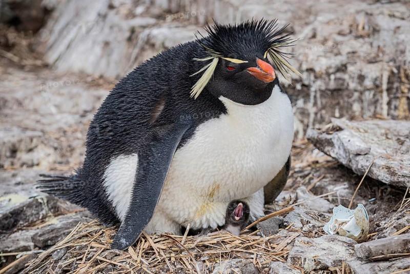 Rockhopper penguin (Eudyptes chrysocome) breeding, Bleaker Island, Falkland Islands, Great Britain, South Atlantic, South America