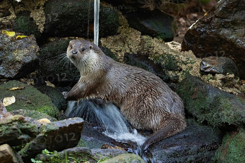 Otter sitting on rocks with waterfall looking left