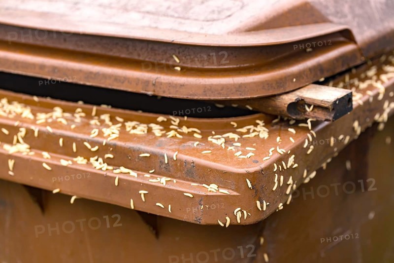 Numerous maggots on a brown rubbish bin