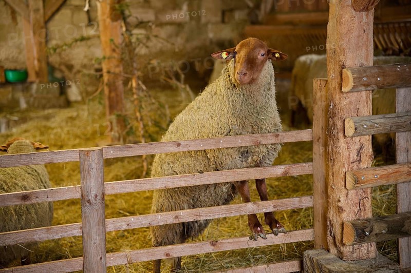 Coburg fox in sheepfold, fox sheep, sheep, Hohenloher Freilandmuseum, Wackershofen, Schwäbisch Hall, Hohenlohe, Germany, Europe