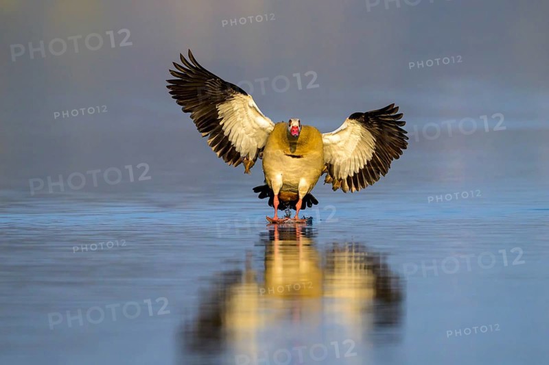 A Egyptian goose (Alopochen aegyptiaca) flies calmly over the water surface, its wings spread wide, Kassel, Hesse, Germany, Europe