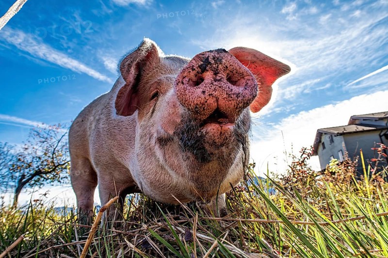 Close-up of a pig from below