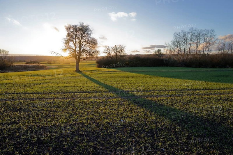 Long shadow of a tree at dusk, golden light, evening mood, twilight, sunbeam, sunlight, January, winter, sun, field, area, rose garden, agriculture, Schwäbisch Hall, Hohenlohe, Germany, Europe