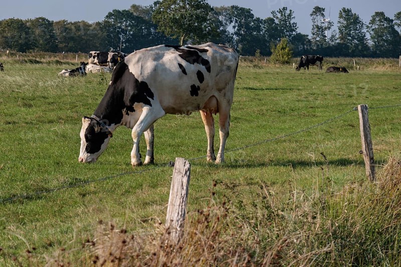 A cow grazing on a green meadow, with trees and a fence in the background, Greetsiel, East Frisia, Germany, Europe