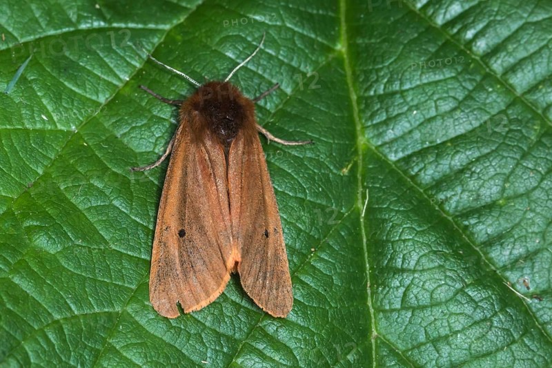 Cinnamon bear (Phragmatobia fuliginosa)
