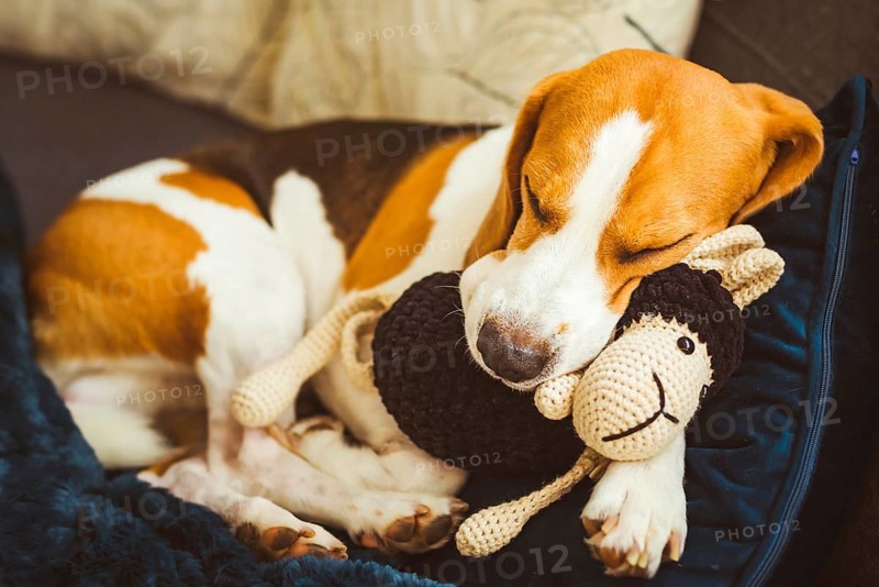Adorable Beagle dog sleeping with his favorite sheep toy. Canine background. Lazy rainy day on couch