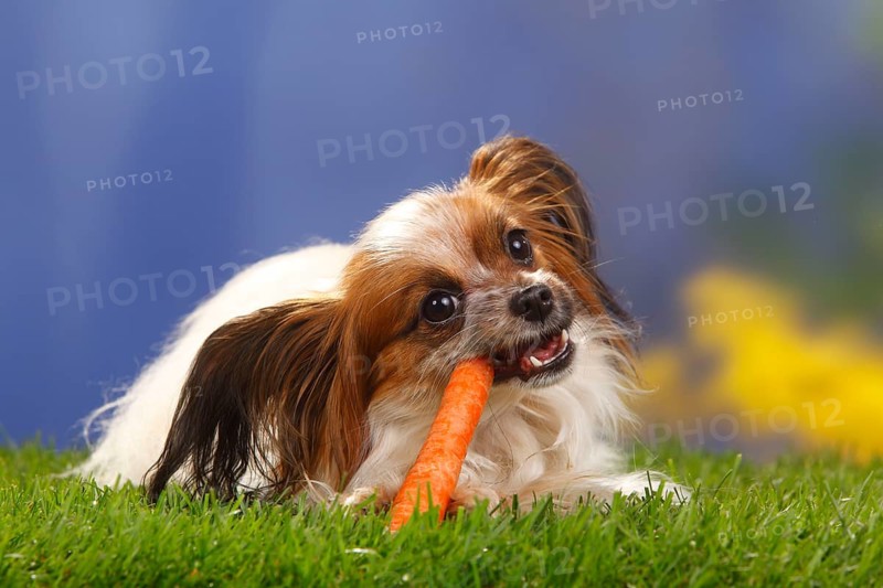 Papillon, Butterfly Puppy, Continental Dwarf Spaniel, Carrot, Carrot